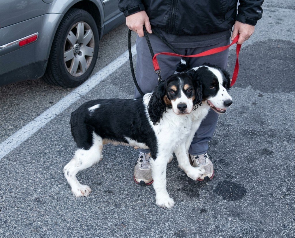 Illusion d'optique : deux chiens qui semblent n'en former qu'un